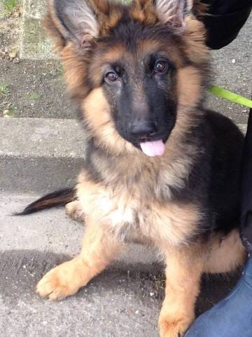 Laïko cherche maison avec jardin