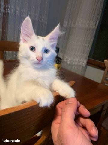 Ce chat est-il un Maine coon?