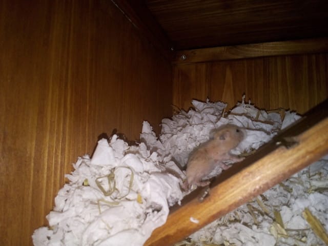 Bébé hamster russe, retard ?