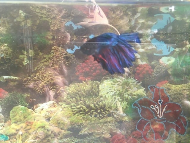 Besoin de votre avis svp