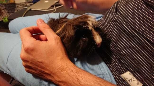 Sexage d'un cochon d'inde + petit bobo à l'oreille