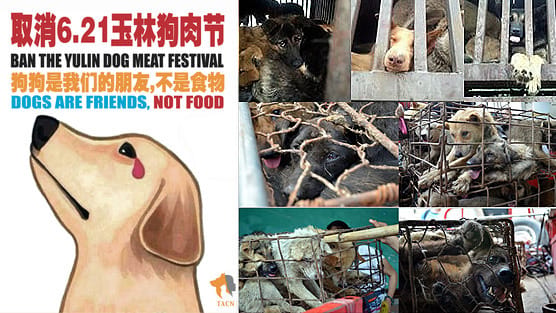 Horreur: transport chiens pour viande/Chine & sauvetage partiel