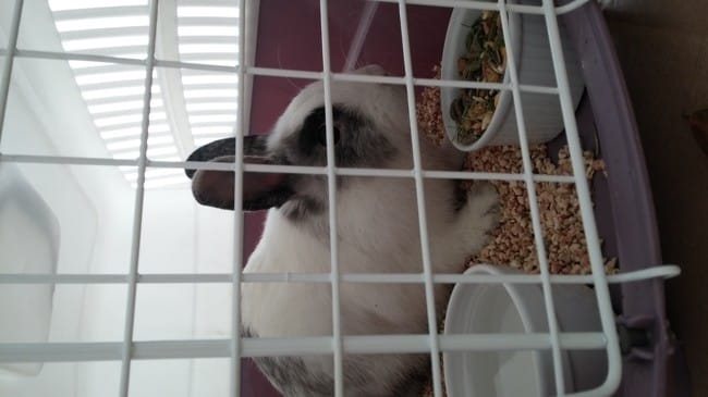 URGENT LAPIN ABANDONNE à ADOPTER- PARIS