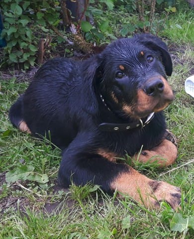 Poids beauceron 3 mois