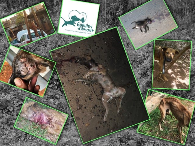 Cagnotte pour sauver le seul refuge de Mayotte !