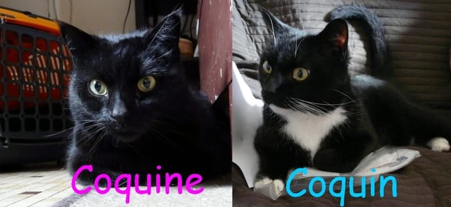 Coquin & Coquine à l'adoption (38)