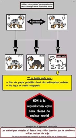 Le Double Merle, qu'est ce que c'est ?