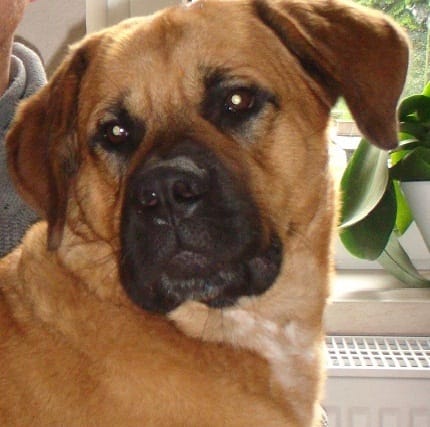 Mon chien est un croisé mais pour vous, de quelles races?