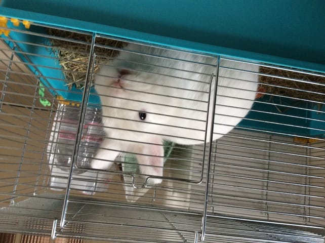 Publier les photos de vos lapins ici