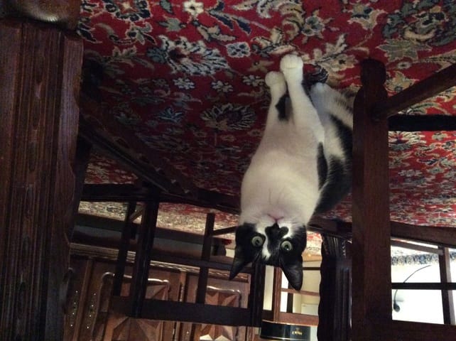 Présentation, question sur les chats c'est ici