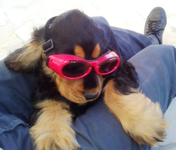 Motard(e)s et chiens motards sur Wamiz