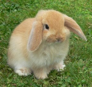 La fiche lapin.