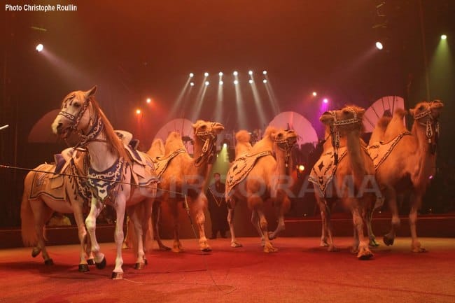 Les animaux de cirque, sont ils heureux?