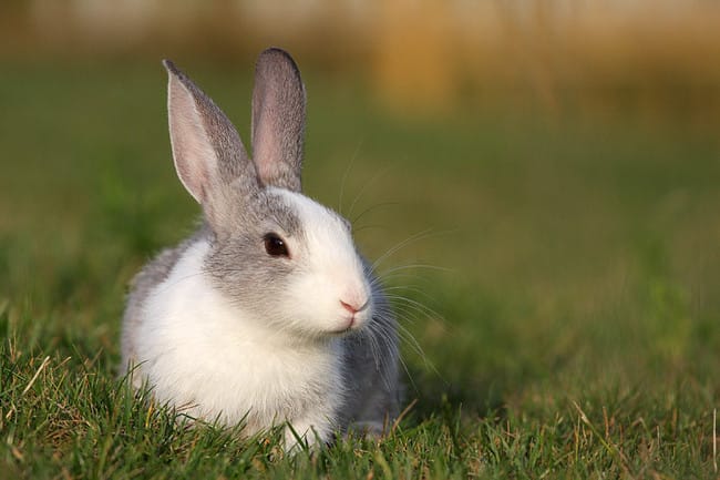 Si vous savez pas la race de votre lapin, je vous le dirais
