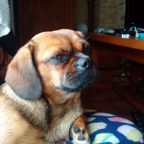 Besoin d'aide pour identifier race d'un chien