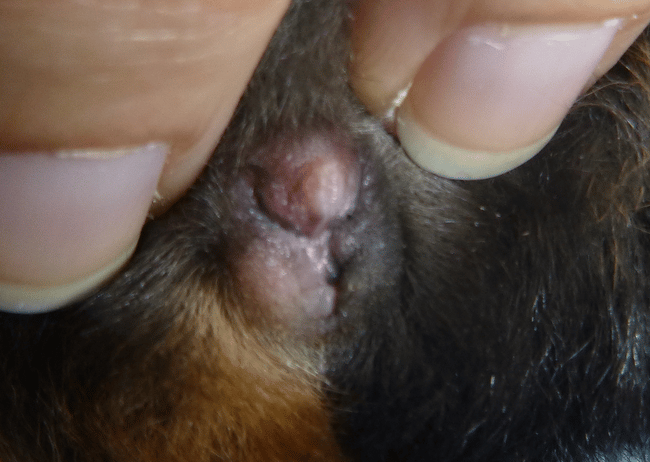sexe de mon cochon d'inde ? help !