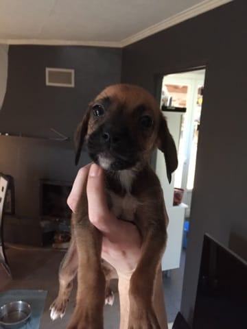 Laquelle des deux me conviendrait le plus HELP