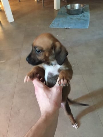 Futur chiot boxer croisé (??????) Merci