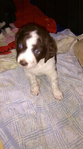 Nom pour ma futur chienne