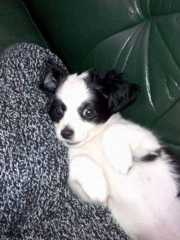 Savez vous me dire si ces un vrai chichi svp ?