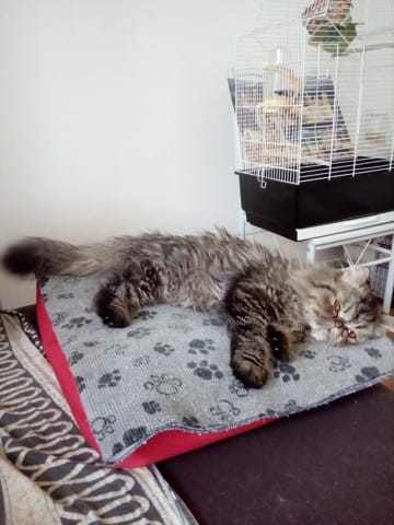 Nouvelle de la mâchoire de Rexy