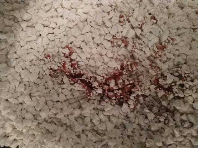 Sang dans les selles de mon chat !?