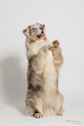 Aiko berger australien