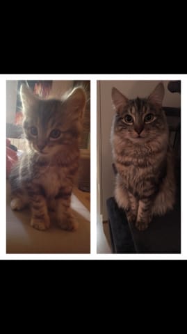Quelle est la race de mon chat ?