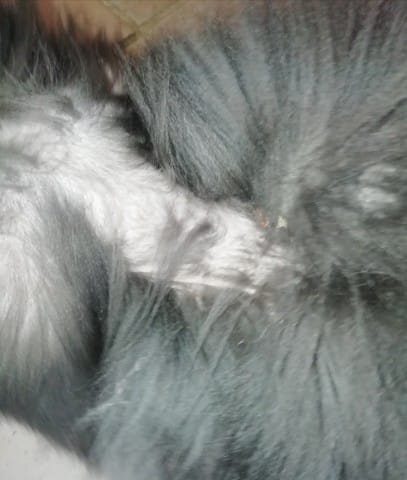 Mon lapin perd ses poils dans le cou on voit sa peau