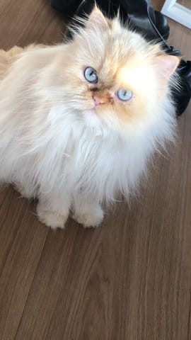 Problème repousse du poil chat persan