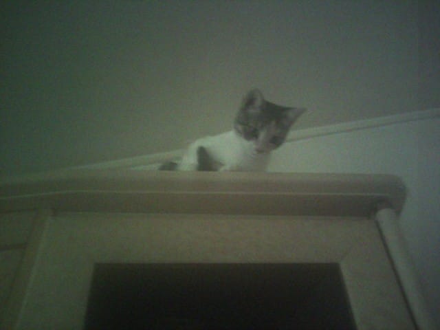 Mon chat monte sur des meubles très hauts, que faire ?