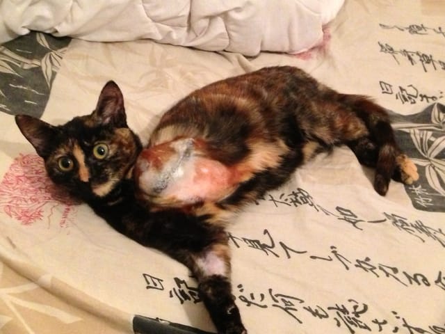 Demande d'aide pour une chatte bléssée