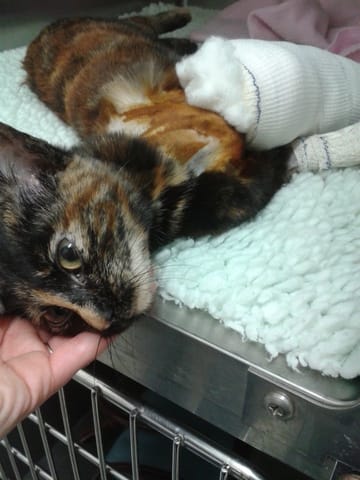 iris, chatte bléssée