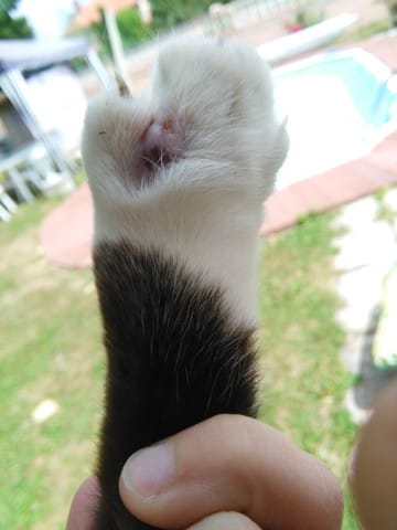 Bleu à une patte et chat qui boite
