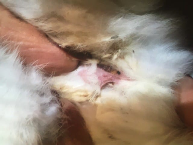 Quel est le sexe de mon lapin