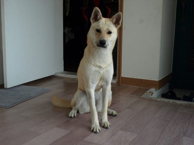 Ma chienne a peur des gens