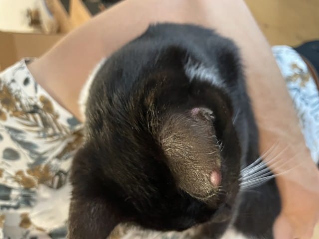 Chat - petites boules oreilles