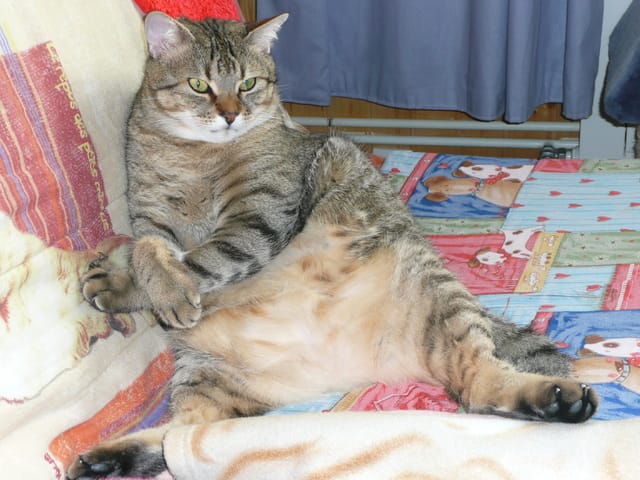 Des nouvelles de Gourmand