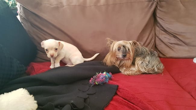 Chihuahua les oreilles qui tombent