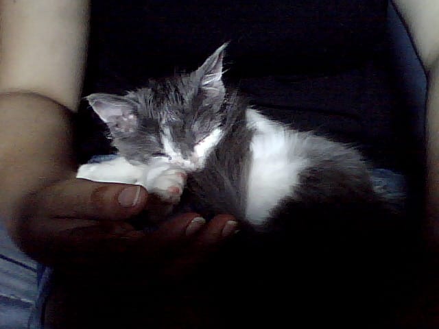 Mon chaton a une puce...