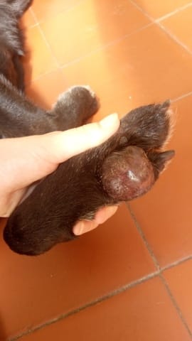 Grosse poule patte chien
