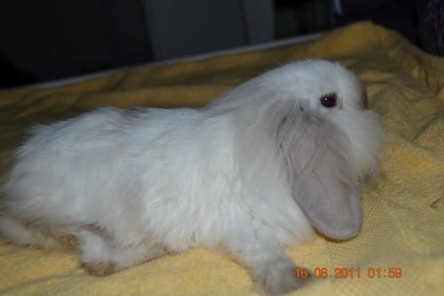 Mon loulou Tip-Ex , Qu'a t'il eu ?