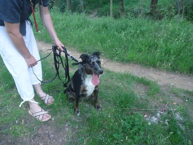 Croisée beauceron arlequin ??