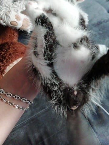 Est ce un mâle ou une femelle ?