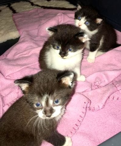 Pour sauver les chats errants de Billy-Berclau