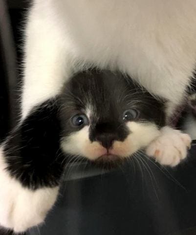 Pour sauver les chats errants de Billy-Berclau