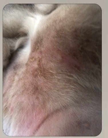 Savez vous a quoi sont dues les lésions sur le bas ventre de mon chat?