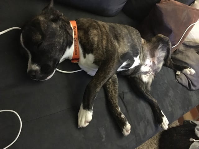 Ma chienne... Quel croisement?