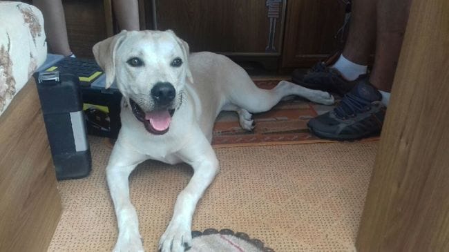 Quel croisement a mon labrador?