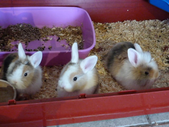 propose 3 lapereaux
